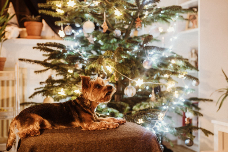 The Magic of a Christmas Tree With Lights